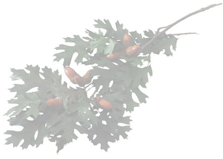 Services we provide: serious tree problems,attacks from tree insects,tree insects,tree disease,Traditional fertilizers,root systems,weaken trees,Healthy roots,unique biofertilization techniques,all natural fertilizers,green natural fertilizers,restore tree health,tree health,rebuild root systems,root systems,replenish depleted soils,establish viable microbial populations,generate organic matter,natural fertilizer,rejuvenate your trees,rejuvenate your shrubs,organic tree fertilizer