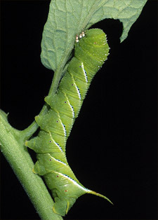Providing Integrated Pest Management, Safe Tree Pest Control, Safest Insect Control, IPM Service, Insect Control, Tree Pest Control, Pet Safe Insect Control Programs and Child Safe Insect Control Programs For Bucks County, Montgomery County, Mercer County, Middlesex County, and Burlington County.