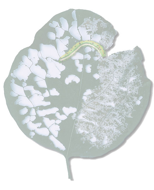 leaf_munch2.jpg
